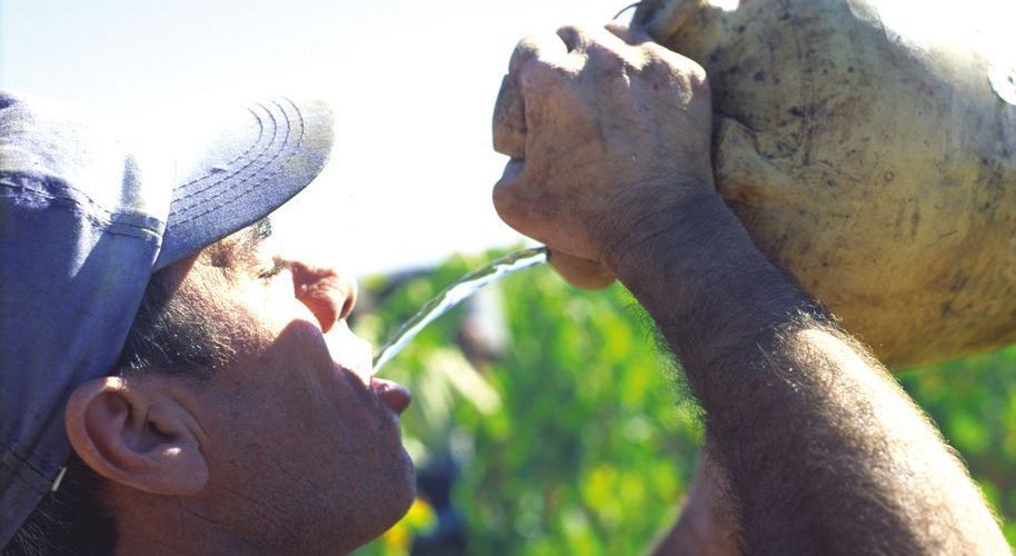 La faena trae sed, que sacia este agricultor con su tradicional botijo. (Foto: J. Hidalgo / Turismo Costa del Sol).
